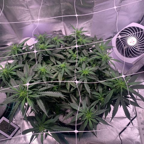 Pizzart 2 growlog timeline photo