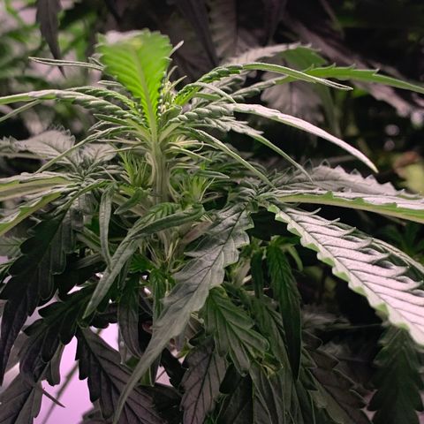 Pizzart 2 growlog timeline photo