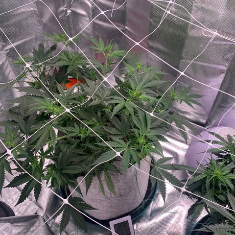 Pizzart 2 growlog timeline photo
