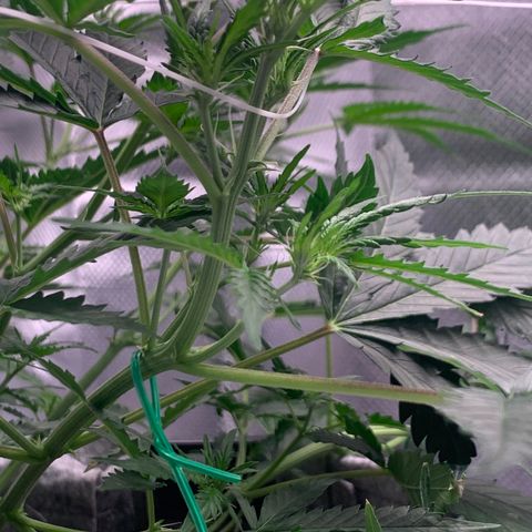 Pizzart 2 growlog timeline photo