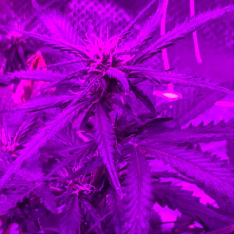 Pizzart 2 growlog timeline photo
