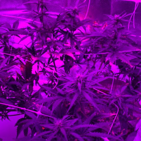 Pizzart 2 growlog timeline photo
