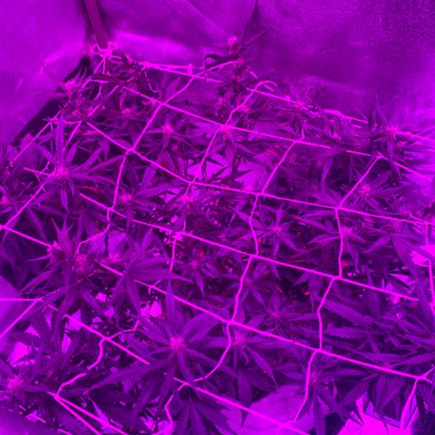 Pizzart 2 growlog timeline photo