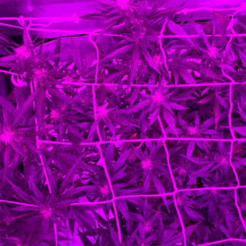 Pizzart 2 growlog timeline photo