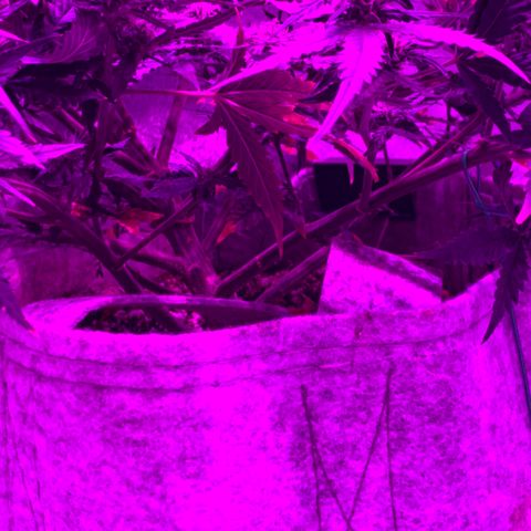 Pizzart 2 growlog timeline photo