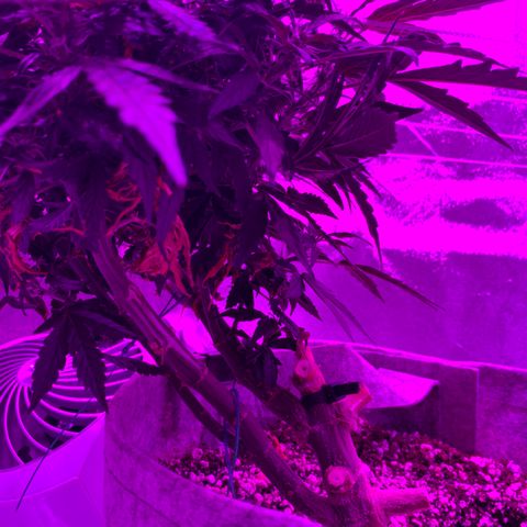 Pizzart 2 growlog timeline photo