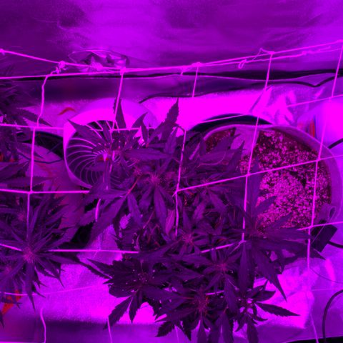 Pizzart 2 growlog timeline photo