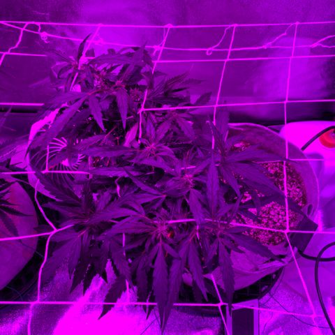 Pizzart 2 growlog timeline photo