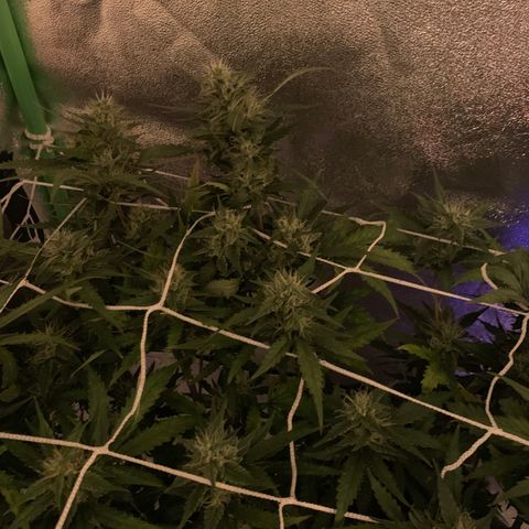 Pizzart 2 growlog timeline photo