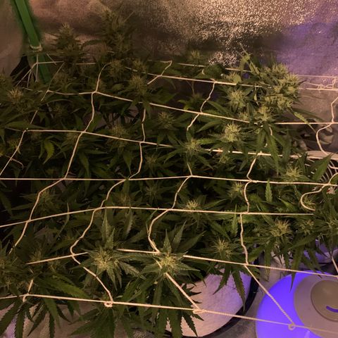 Pizzart 2 growlog timeline photo