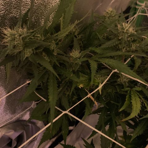 Pizzart 2 growlog timeline photo