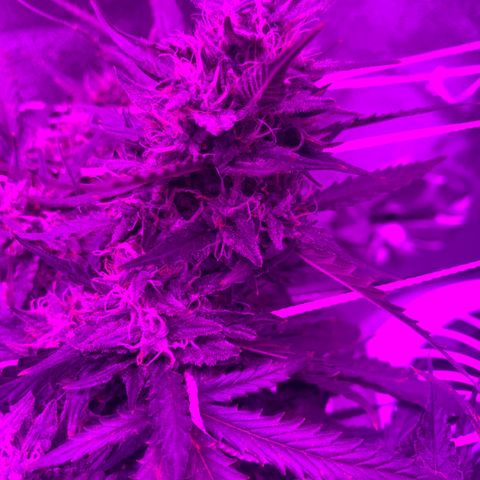Pizzart 2 growlog photo: Trying 
