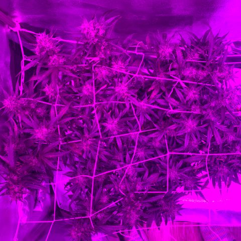 Pizzart 2 growlog photo: Trying 
