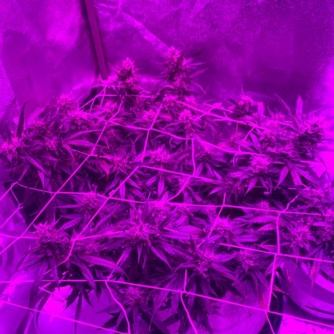 Pizzart 2 growlog photo: Trying 