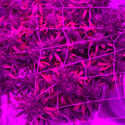Pizzart 2 growlog timeline photo