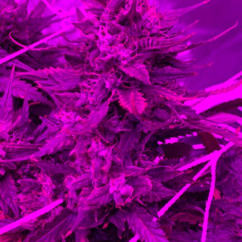 Pizzart 2 growlog timeline photo
