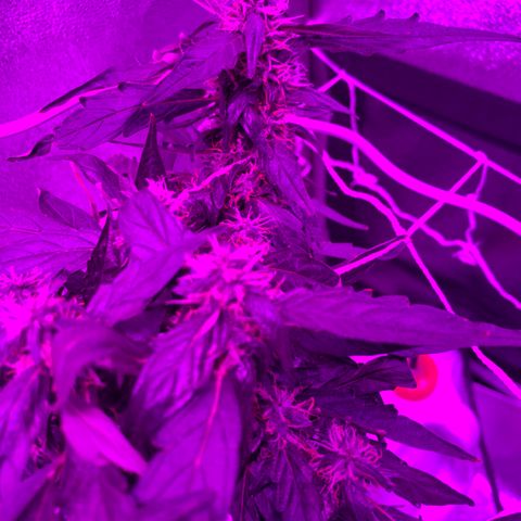 Pizzart 2 growlog photo: Sad just sad