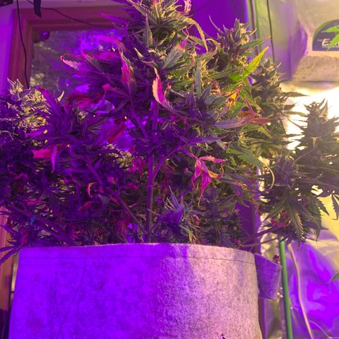 Pizzart 2 growlog photo: Final flush before dark time
