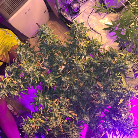 Pizzart 2 growlog photo: Final flush before dark time