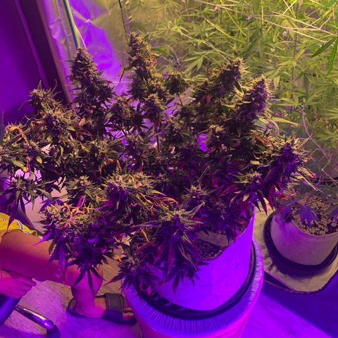 Pizzart 2 growlog photo: Final flush before dark time