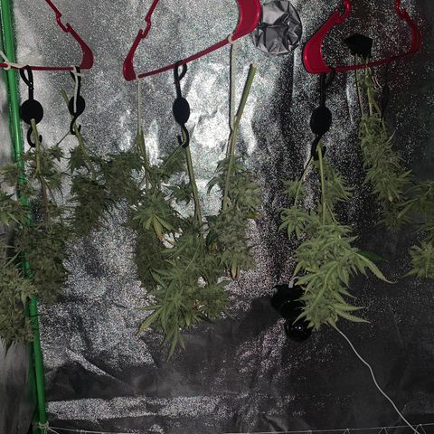 Pizzart 2 growlog photo: Done