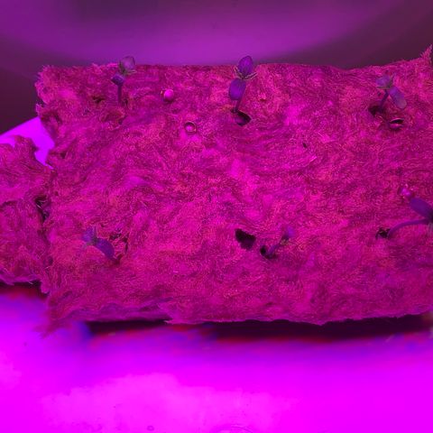 Sour Diesel growlog timeline photo