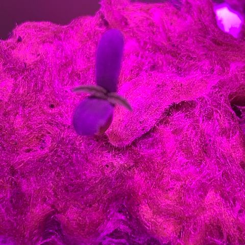 Sour Diesel growlog timeline photo