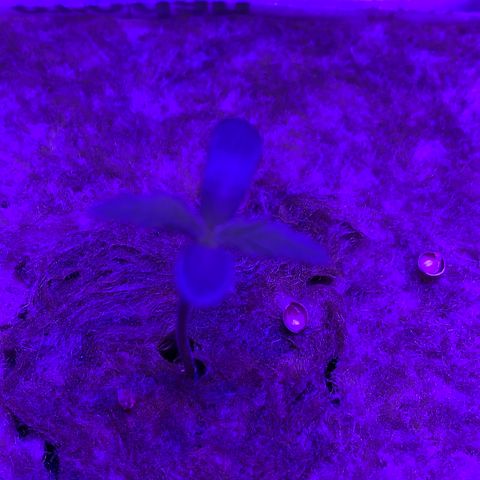 Sour Diesel growlog timeline photo