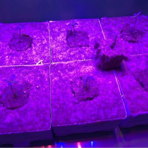 Sour Diesel growlog timeline photo