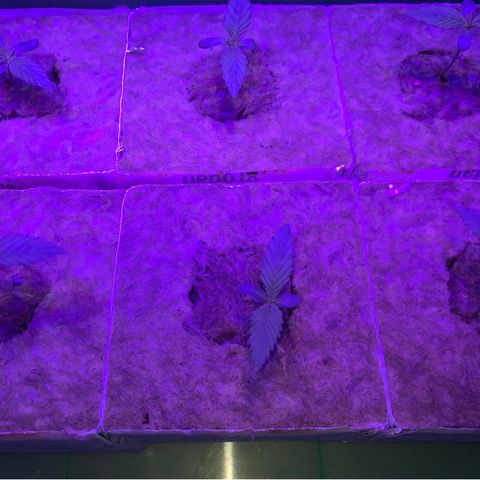 Sour Diesel growlog timeline photo