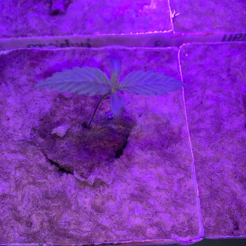 Sour Diesel growlog timeline photo