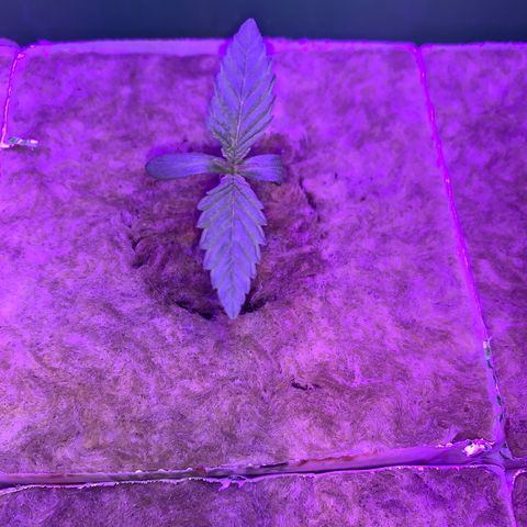 Sour Diesel growlog timeline photo