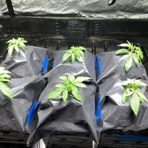 Sour Diesel growlog timeline photo