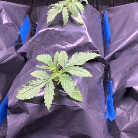 Sour Diesel growlog timeline photo
