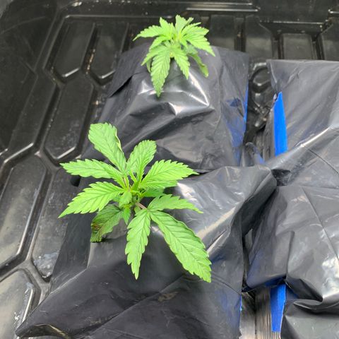 Sour Diesel growlog timeline photo
