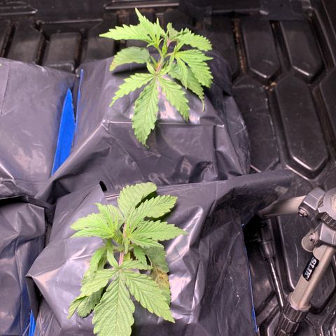 Sour Diesel growlog timeline photo