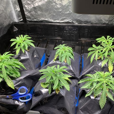 Sour Diesel growlog timeline photo