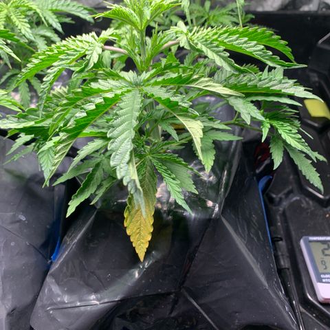 Sour Diesel growlog timeline photo