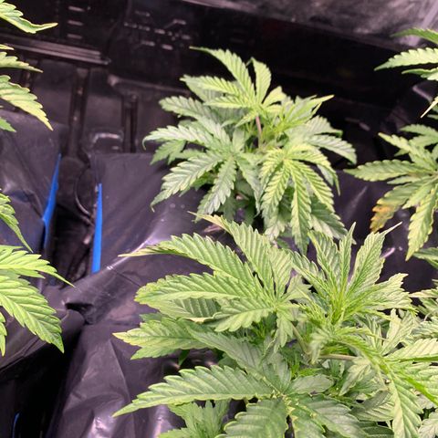 Sour Diesel growlog timeline photo