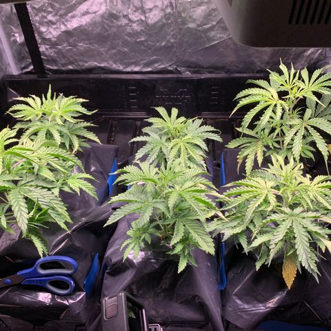 Sour Diesel growlog timeline photo