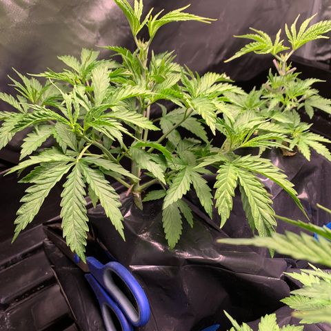 Sour Diesel growlog timeline photo