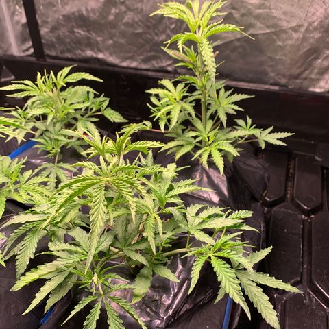 Sour Diesel growlog timeline photo