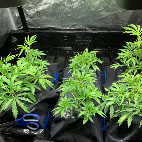 Sour Diesel growlog timeline photo