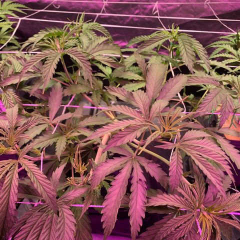 Sour Diesel growlog timeline photo