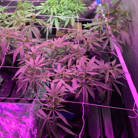Sour Diesel growlog photo: Last day before lights flipped to 12/12 starting at 6 am tomorrow