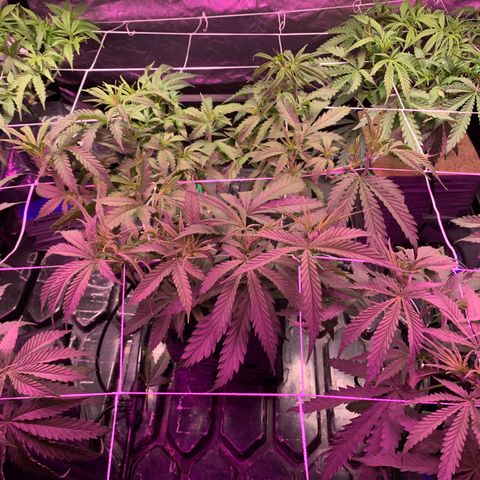 Sour Diesel growlog photo: Last day before lights flipped to 12/12 starting at 6 am tomorrow
