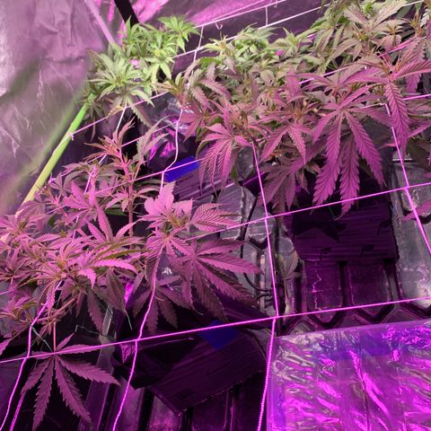 Sour Diesel growlog photo: Last day before lights flipped to 12/12 starting at 6 am tomorrow