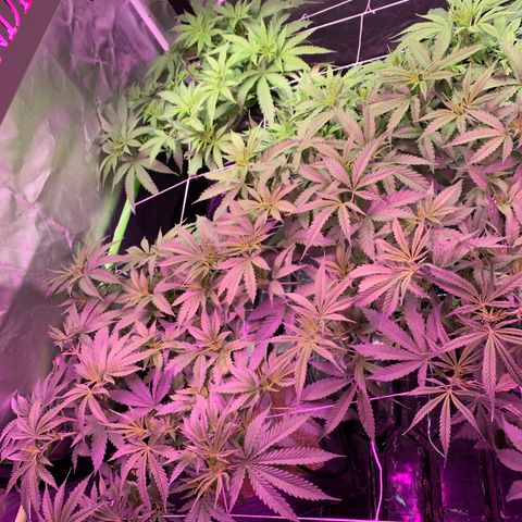 Sour Diesel growlog timeline photo