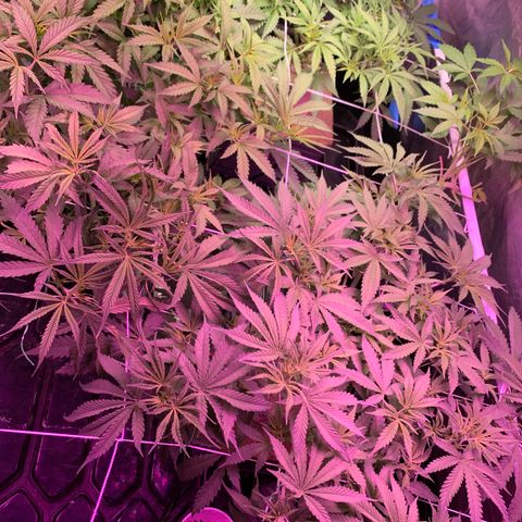 Sour Diesel growlog timeline photo