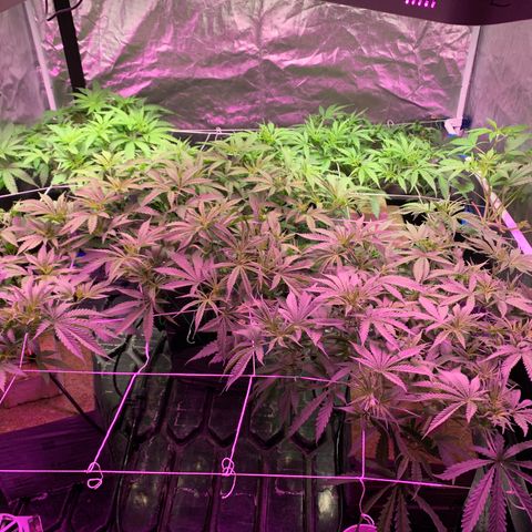 Sour Diesel growlog timeline photo